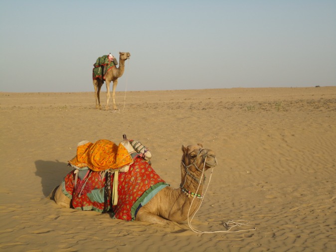 Camel, Desert